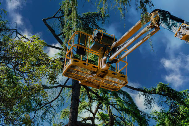 Best Tree Cutting Near Me  in Bloomingdale, NJ